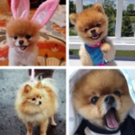 pomeranian hd wallpapers android application logo